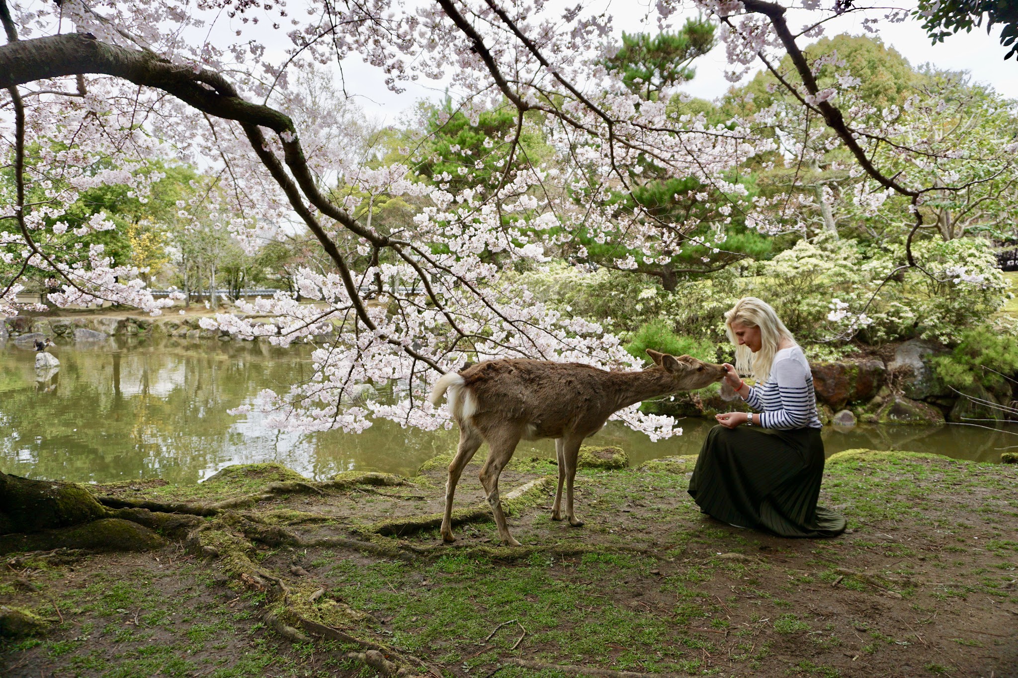 10 Must do things in Japan