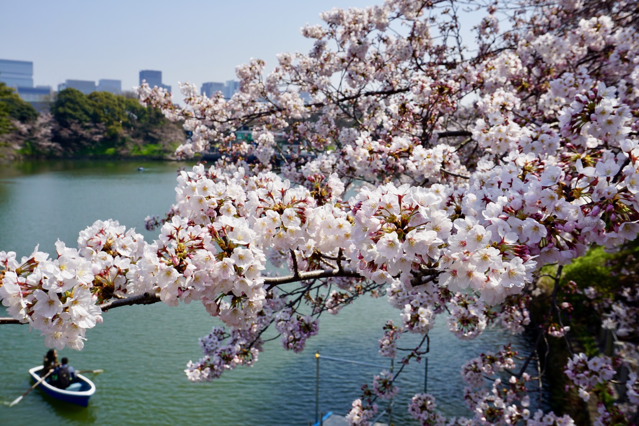 I left my heart in Japan