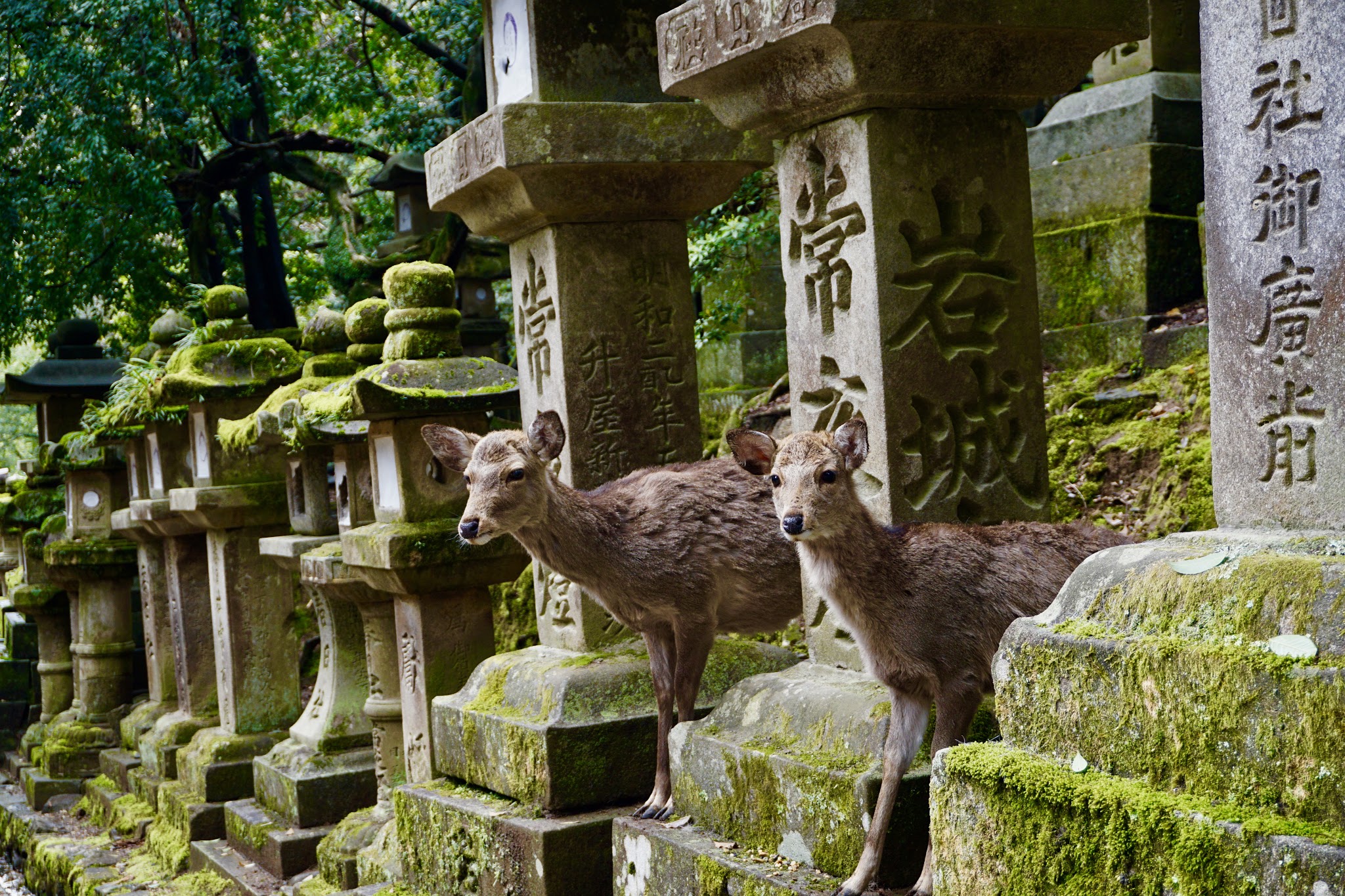 I left my heart in Japan