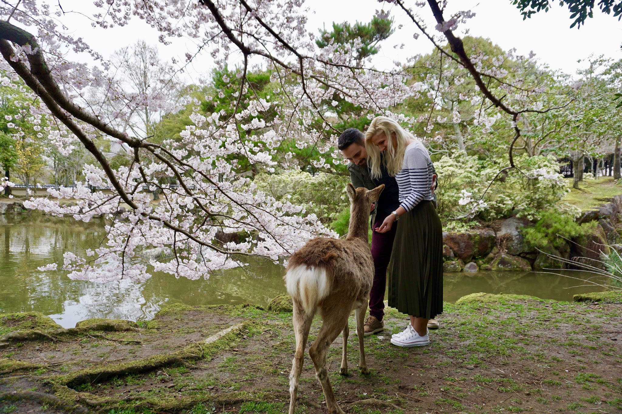 I left my heart in Japan