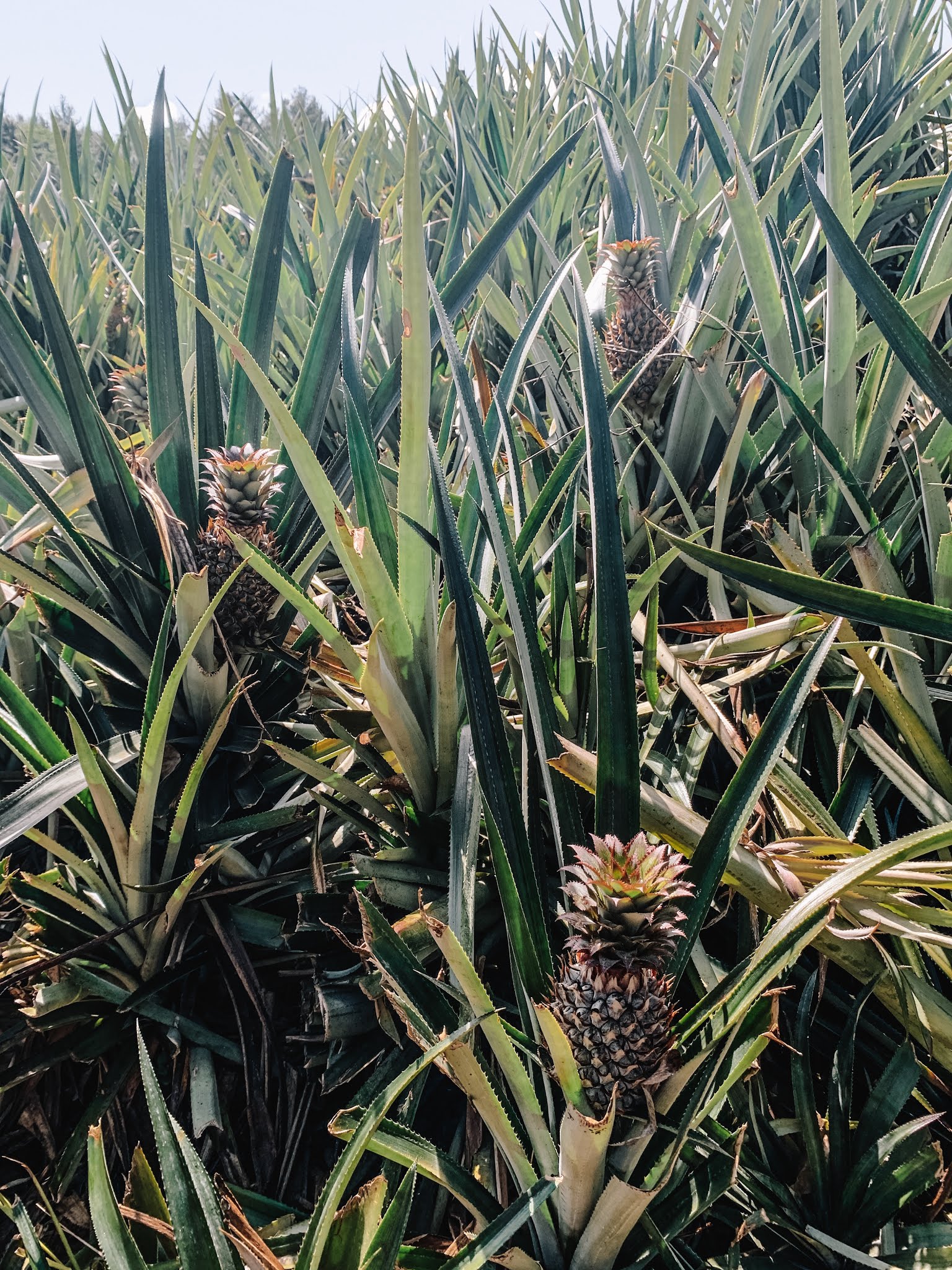 Moorea, French Polynesia - Travel Guide