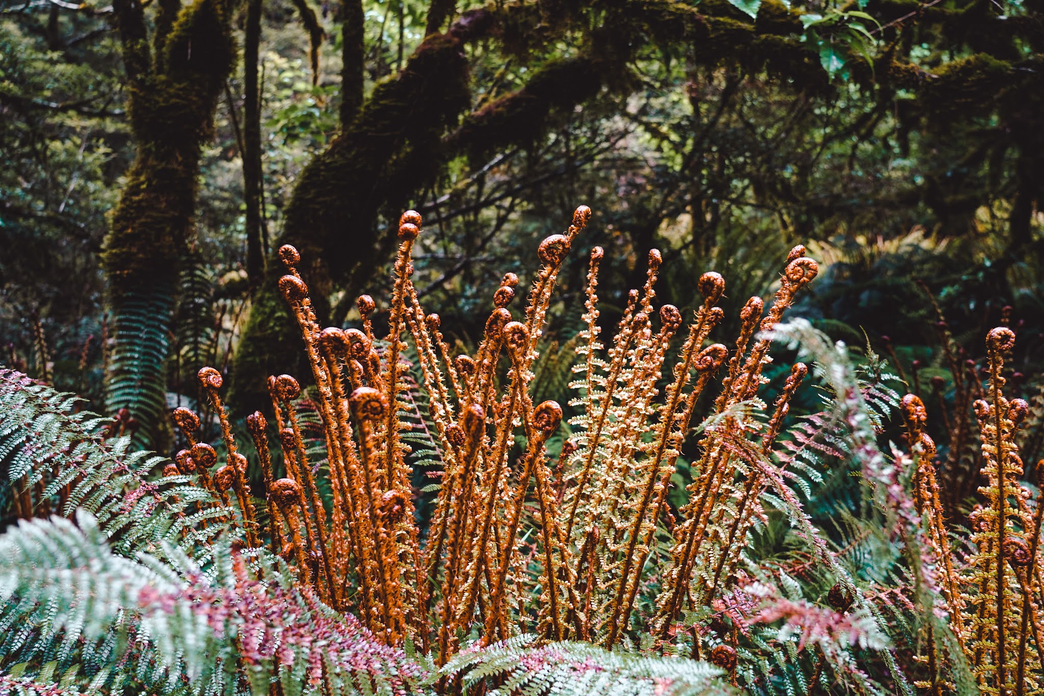 New Zealand - Travel Guide