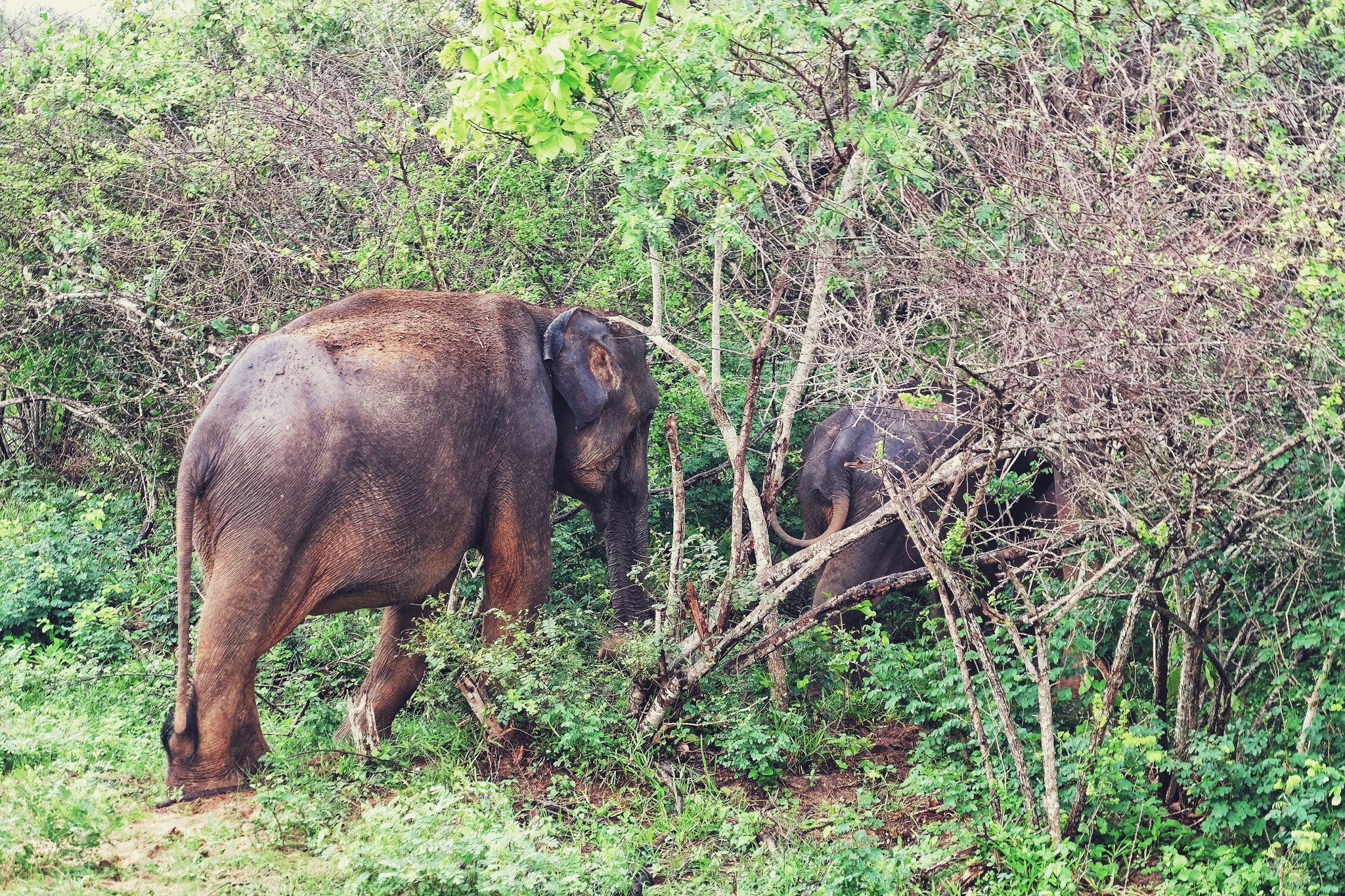 Sri Lanka - The hardcore 9 days itinerary