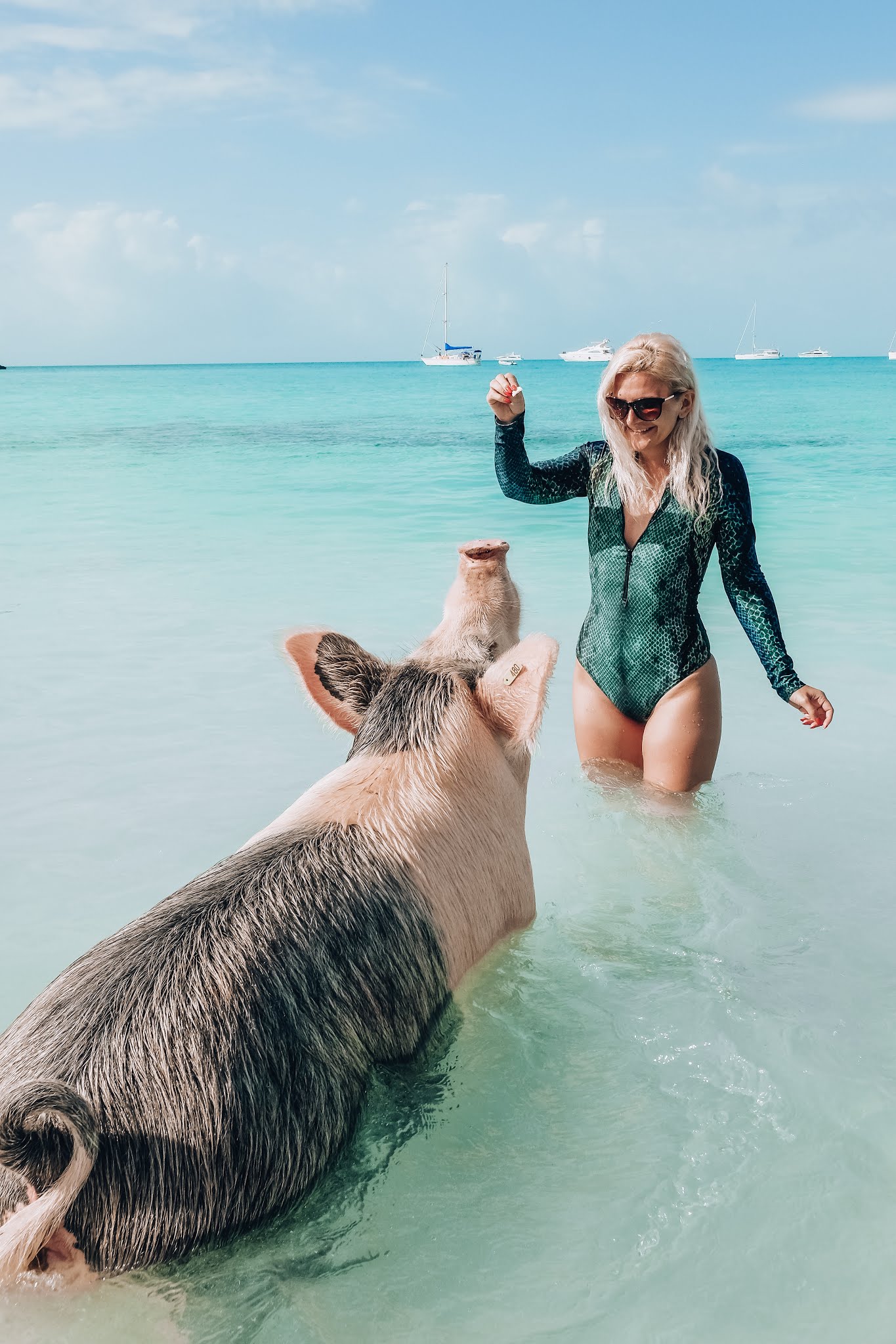 Swimming with pigs in Exuma, The Bahamas
