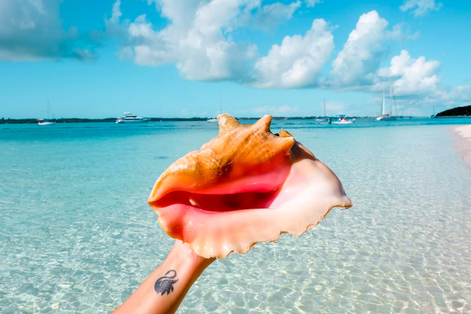Swimming with pigs in Exuma, The Bahamas