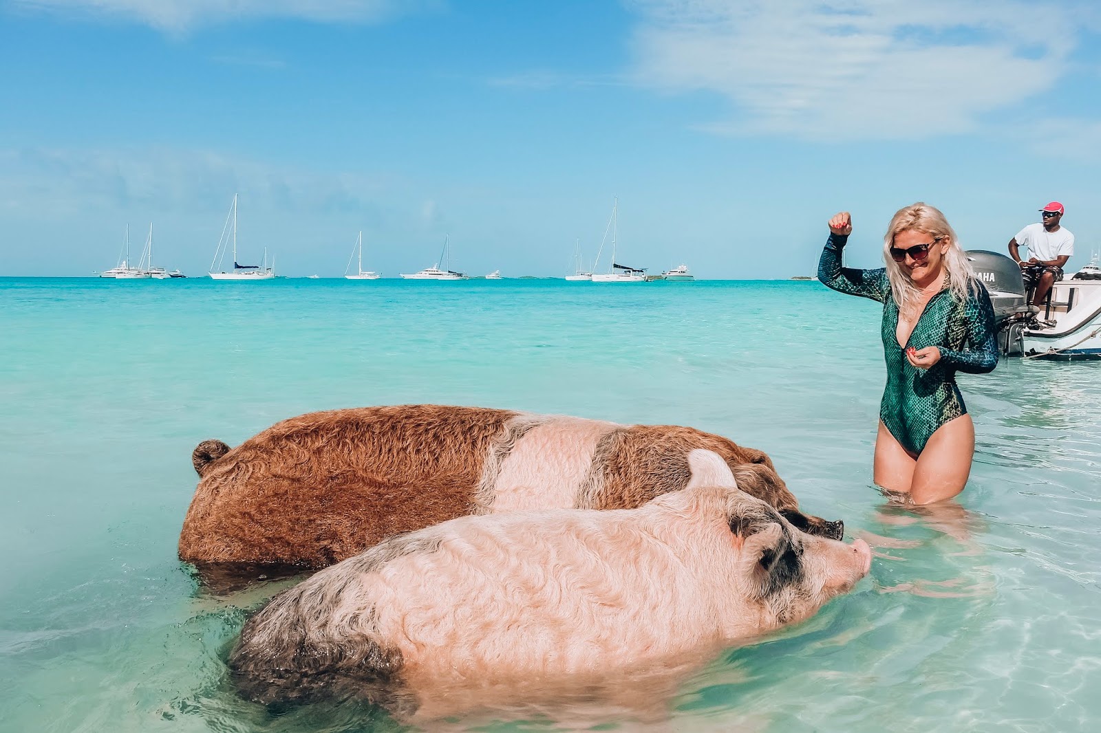 Swimming with pigs in Exuma, The Bahamas
